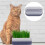 1 Set Cat Grass Planting Box Soilless Container 2