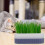 1 Set Cat Grass Planting Box Soilless Container 11