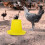 2 Pcs Feeder Bucket Chicken Feeding Container Food 10