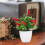 2 Unidades Árvore Artificial De Pimenta Bonsai Decoração 9
