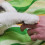 100 . tapas de para , protectores para patas y 6