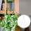 8 Pièces Suspendue Crochets Pour Pot Fleurs 4 Branches 4