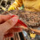 10 Pièces Outil À Rayons Apiculture Aiguille Transfert 7