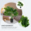 Simulazione In Vaso Bonsai Per Giardino E Arredamento Interni 9