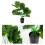 Simulazione In Vaso Bonsai Per Giardino E Arredamento Interni 4