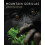 Mountain Gorillas by Lanjouw Annette Director Great Apes Program Arcus 1
