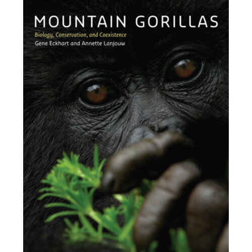 Mountain Gorillas by Lanjouw Annette Director Great Apes Program Arcus