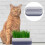 cat grass planting box soilless container set 2