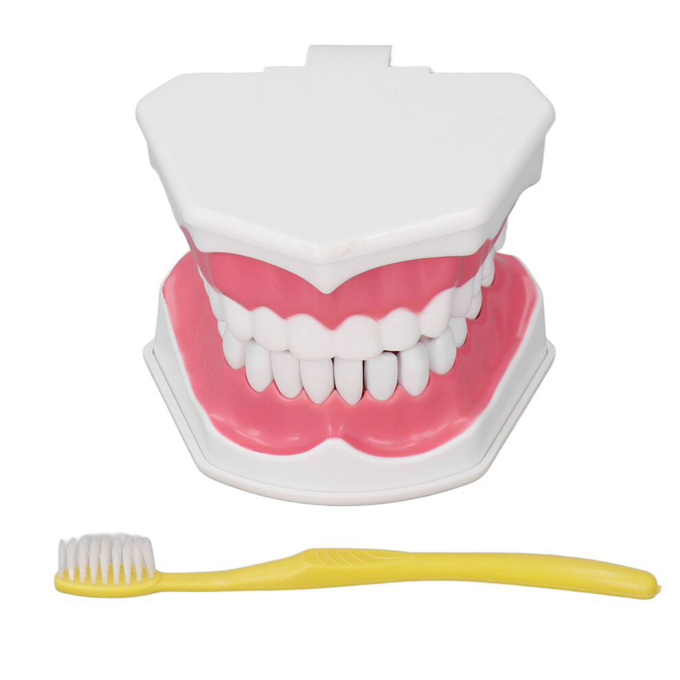 Teeth Model Brushing Practice Dental Teaching Tool with Brush Set-image-OPC-PMCK7WP-NEW