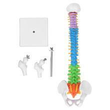 Spine Model PVC 45cm Color Coded Miniature with Thigh Bone Set