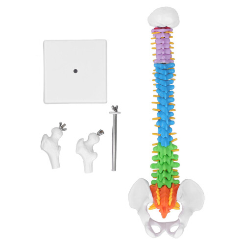 Spine Model PVC 45cm Color Coded Miniature with Thigh Bone Set