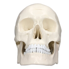 1:1 abnehmbares PVC-Schädelmodell für Anatomie