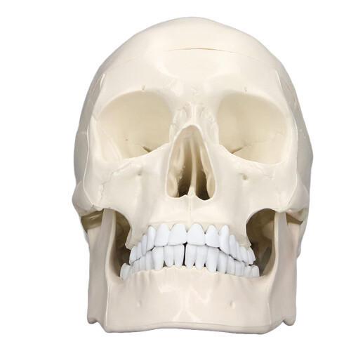 1:1 abnehmbares PVC-Schädelmodell für Anatomie