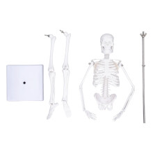 45cm Mini-Skelettmodell PVC, bewegliche Arme & Beine