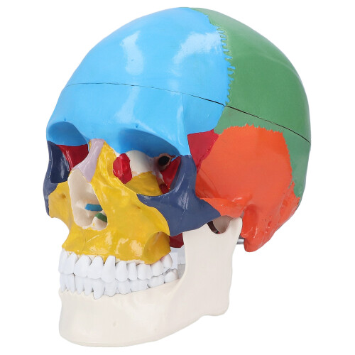 Life Size 3 Part Colored Detachable Human Skull Anatomical Model