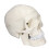1:1 abnehmbares PVC-Schädelmodell für Anatomie 2