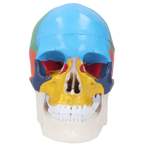 Life Size 3 Part Colored Detachable Human Skull Anatomical Model 1