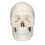 1:1 abnehmbares PVC-Schädelmodell für Anatomie 3