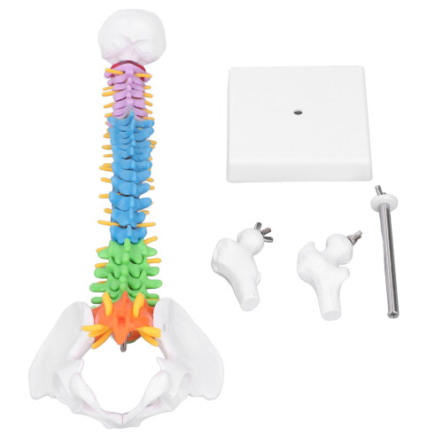 Spine Model PVC 45cm Color Coded Miniature with Thigh Bone Set 2