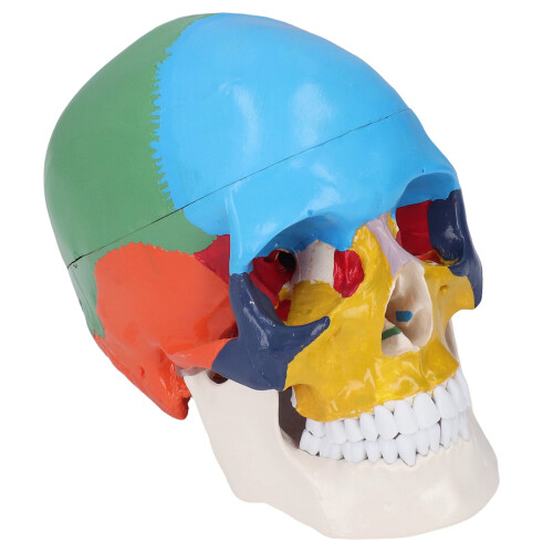 Life Size 3 Part Colored Detachable Human Skull Anatomical Model 2