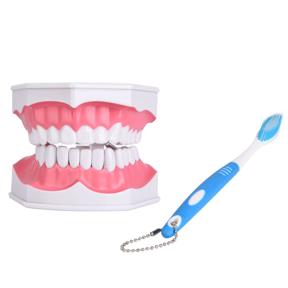 Dental Teaching Tooth Model with Toothbrush for Children Oral Care-image-OPC-PMCK9VK-NEW