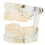 Clear Primary Deciduous Teeth Model for Kindergarten Lab Use 1