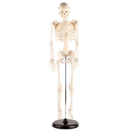 85cm Anatomisches Skelettmodell mit Ständer