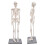 85cm Anatomisches Skelettmodell mit Ständer 5