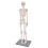 85cm Anatomisches Skelettmodell mit Ständer 3