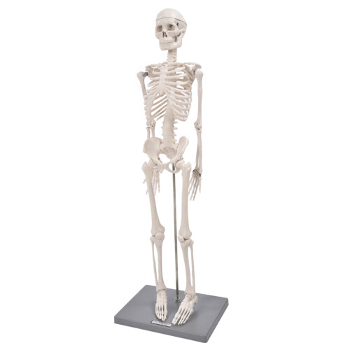 85cm Anatomisches Skelettmodell mit Ständer 2