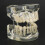 Clear Primary Deciduous Teeth Model for Kindergarten Lab Use 5