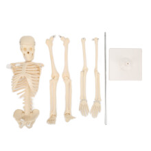 Menschliches Skelettmodell ABS abnehmbar Anatomie