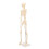 Menschliches Skelettmodell ABS abnehmbar Anatomie 4