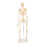 Menschliches Skelettmodell ABS abnehmbar Anatomie 5