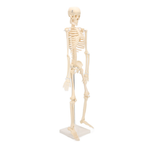 Menschliches Skelettmodell ABS abnehmbar Anatomie 1