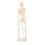 Menschliches Skelettmodell ABS abnehmbar Anatomie 3