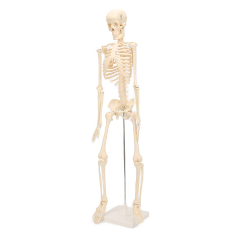 Menschliches Skelettmodell ABS abnehmbar Anatomie 2