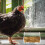 Rutin Distributeur Pour Poulets Alimentaire Cage Animaux 10