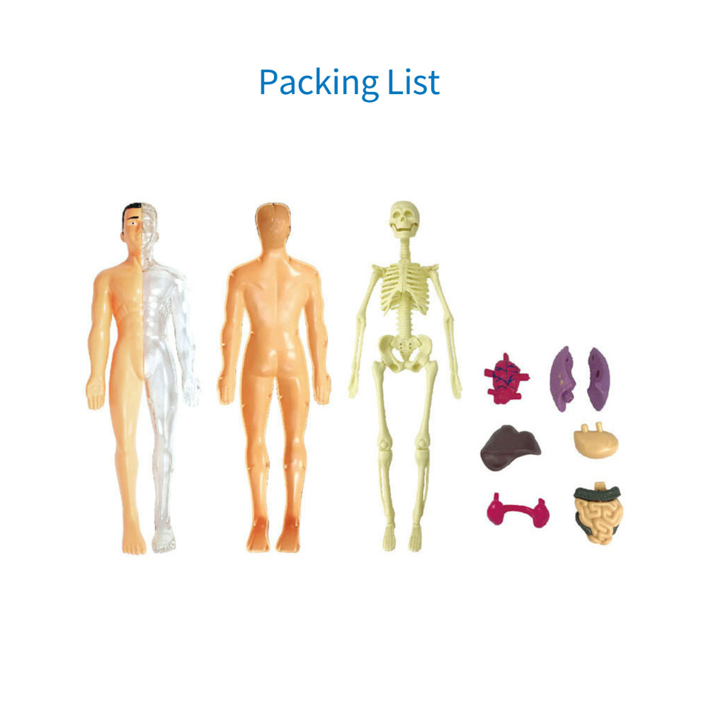 Human Body Model Organs Bones Assembly Learning Tool Anatomy STEM Gift
