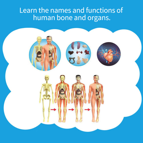 Human Body Model Organs Bones Assembly Learning Tool Anatomy STEM Gift 2