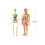 Human Body Model Organs Bones Assembly Learning Tool Anatomy STEM Gift 2