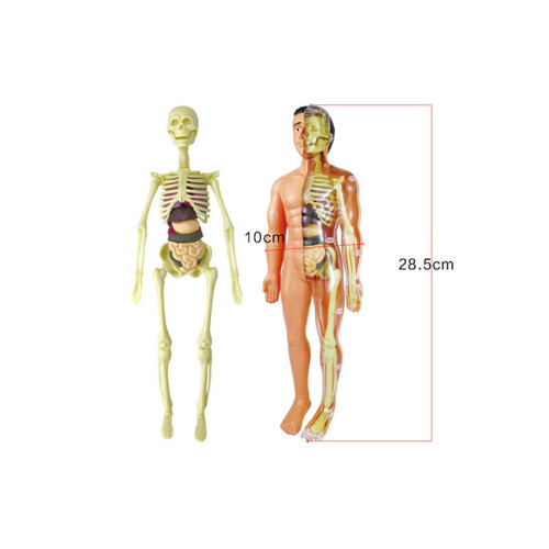 Human Body Model Organs Bones Assembly Learning Tool Anatomy STEM Gift 1
