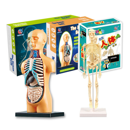 Menschenknochenmodell Anatomie Lernwerkzeug STEM Geschenk 2