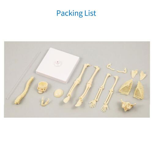 Menschenknochenmodell Anatomie Lernwerkzeug STEM Geschenk 1