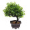 3 Pezzi Bonsai Artificiale Piccolo Da Per Mobile Tv Decorazione 1