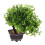 3 Pezzi Bonsai Artificiale Piccolo Da Per Mobile Tv Decorazione 11