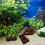 5Pcs Water Grass Fixed Ring With Volcanic Rocks Ornament 8