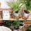 WIFI Smart Watering Device Double Pump Timed Drip APP Control 5
