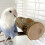 Bird Feeding Cup Sitzstange Futtertrog Schale Für Papageien 8
