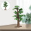 De Árvore De Decoração De , Design Para Desktop 6